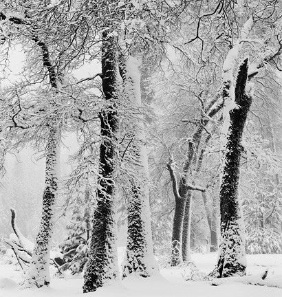 John Sexton - BLACK OAKS, SNOWSTORM, YOSEMITE VALLEY LIMITED EDITION PRINT (framed)